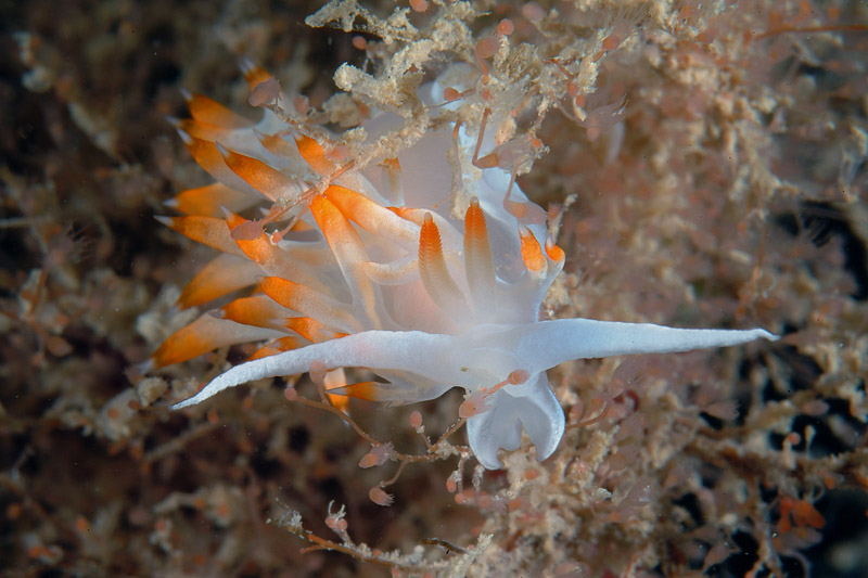 Flabellina babai Schmekel, 1973